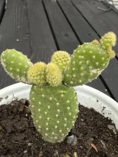 えるざ様 リクエスト 2点 まとめ商品