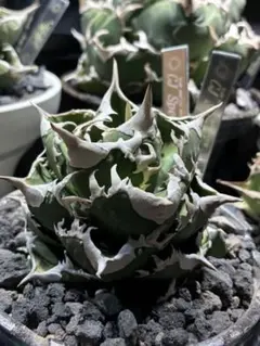 2026年最新】アガベ 子株の人気アイテム - メルカリ