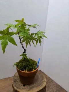 飲むヨーグルト様 リクエスト 2点 まとめ商品