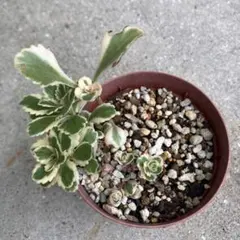 山野草 オオバコ羅紗葉 斑入り - メルカリ