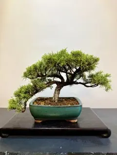 善*蔡様 黒松（樹齢）約50年（特別オークション） - メルカリ