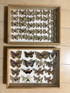 レア】Eumenes sp. ドロバチ 標本 ワスプ ハチ wasp蜂昆虫標本 - メルカリ
