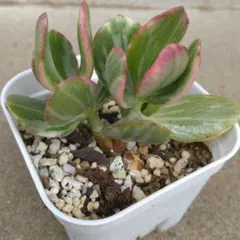 金のなる木錦 花月錦 斑入り花月のサムネイル