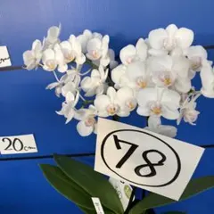 rose1211me様 リクエスト 2点 まとめ商品