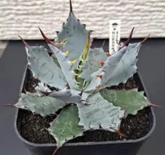 も*ん様 アガベハイブリッド 特白肌怒雷神×屈原 HU PLANTS直子株 メル