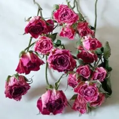 ⭐️ミニバラᕷ*.°mixカラー❇️ドライフラワー❣️ - メルカリ