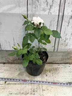 ③ミニバラ　薔薇　バラ　ばら　苗　グリーンアイス　四季咲きのサムネイル