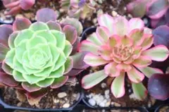 アエオニウム多肉植物 ピンクガール約12cmカット苗 - メルカリ