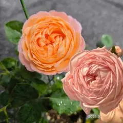 激レアバラ苗 蕾あり wansローズ - メルカリ