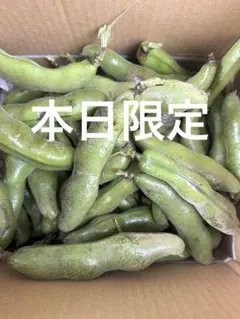 新潟県産 空豆 新鮮 朝採り 新潟県産 空豆 新鮮 朝採り - メルカリ