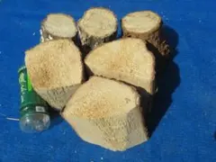 Item thumbnail for item bce61ed4-03f7-4369-b9fe-879c52eaf2a6