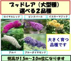 blue＊bird様 リクエスト 2点 まとめ商品