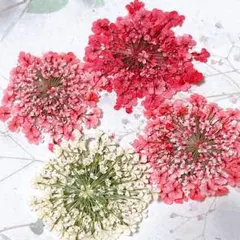 押し花素材＊レースフラワー　大サイズ9