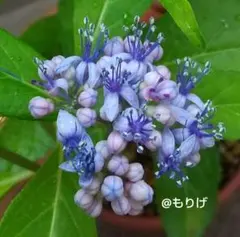 2026年最新】アジサイ苗の人気アイテム - メルカリ