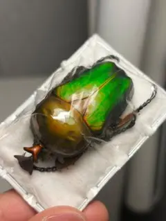 ペア‼️】デーモンニジダイコクコガネ - メルカリ