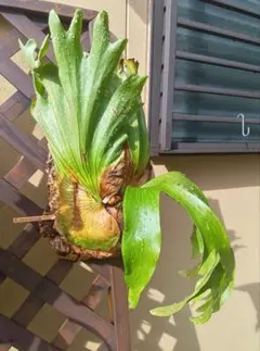 2026年最新】コロナリウムの人気アイテム - メルカリ