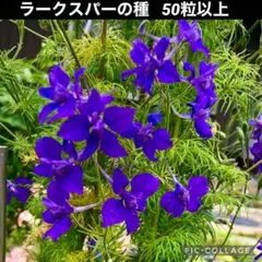 2026年最新】千鳥草 苗の人気アイテム - メルカリ