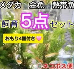 天然　水草セット　5点♥️ アナカリス　アマゾンフロッグピット　メダカ　浮草のサムネイル
