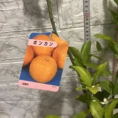 今季終了間近！ぽんかん 3年生 苗木 - メルカリ