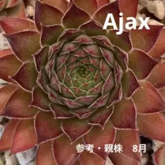 HANACHAN_D様 リクエスト 2点 まとめ商品