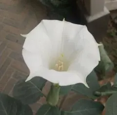 チョウセンアサガオ 種300粒 ダシュラ 園芸 朝鮮朝顔 家庭菜園 観葉