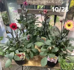 Kulorin様 リクエスト 2点 まとめ商品