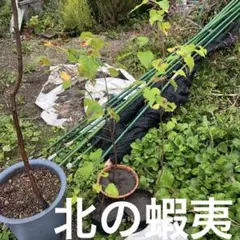 2025年最新】白樺 苗木の人気アイテム - メルカリ