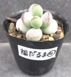 V.F.D.様 リクエスト 3点 まとめ商品