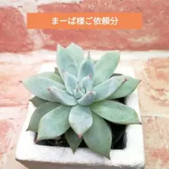 2025年最新】ホーリンゼの人気アイテム - メルカリ