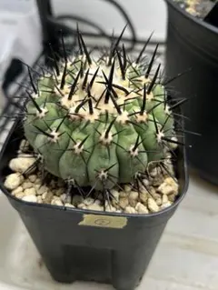 2025年最新】コピアポア 黒王丸の人気アイテム - メルカリ