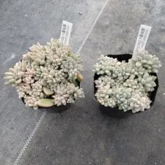 2026年最新】花姫の人気アイテム - メルカリ