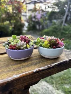 多肉植物＊ころころくじら＊ミニサイズ＊そのまま飾れる【2個セット】