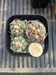 2026年最新】翠平丸 サボテンの人気アイテム - メルカリ