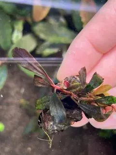 kzu様 リクエスト 2点 まとめ商品