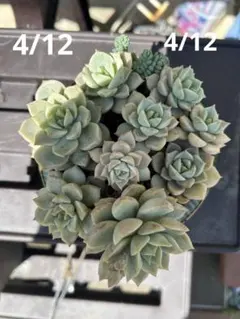 優飛mama様 リクエスト 2点 まとめ商品