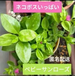 ④5☆根付き☆ベビーサンローズ☆白花☆大放出☆4株=699円☆ - メルカリ