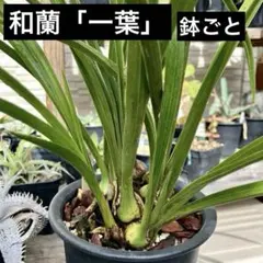 2025年最新】寒蘭 鉢の人気アイテム - メルカリ