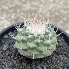 2026年最新】菊水 サボテンの人気アイテム - メルカリ
