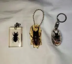 【最終値下げ】昆虫標本　クワガタムシ（レジン・樹脂封入）キーホルダー　3点セット