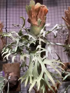 大苗 花芽付きアカシア ブルーブッシュ 9号ポット鉢植え ミモザ ドライ