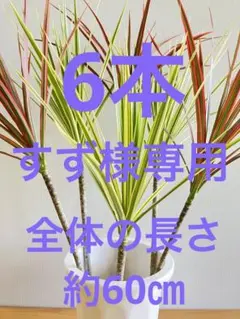 すず様専用.:*★ドラセナ・レインボー３本とホワイボリー３本(長物)苗木6本