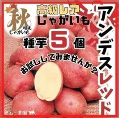 レア】ドラゴンレッド 種芋2個！鮮やか赤皮、中まで赤い❣ホクホク