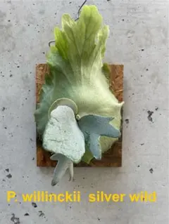 モンきち様 リクエスト 2点 まとめ商品