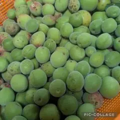 新鮮 青梅 小梅 2.5kg 収穫したて 梅酒 梅シロップ用 訳ありのサムネイル