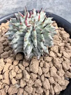 2026年最新】ユーフォルビア ホリダ ゼブラの人気アイテム - メルカリ