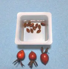 老爺柿の種　700個　品種色々 ロウヤガキ(老爺柿)の種を販売｜盆栽妙 – 盆栽妙 本店