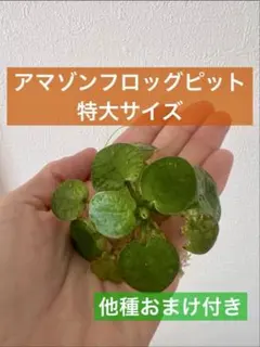 Yx4様 リクエスト 2点 まとめ商品