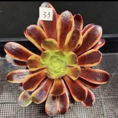 81#多肉植物アエオニウム錦❤️ 皺葉仙墨 ❤️1大頭1小頭14cm 鉢土付き 53#多肉植物アエオニウム錦❤️ 海仙❤️1大頭 2子芽11cm拨き苗 - メルカリ