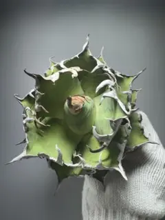 アガベ スーパーシーザー　コンパクトで美形 アガベ チタノタ スーパーシーザー 特選 | HARENOHI-PLANTS