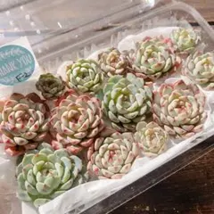 セダム(*´ω｀*)様 リクエスト 3点 まとめ商品